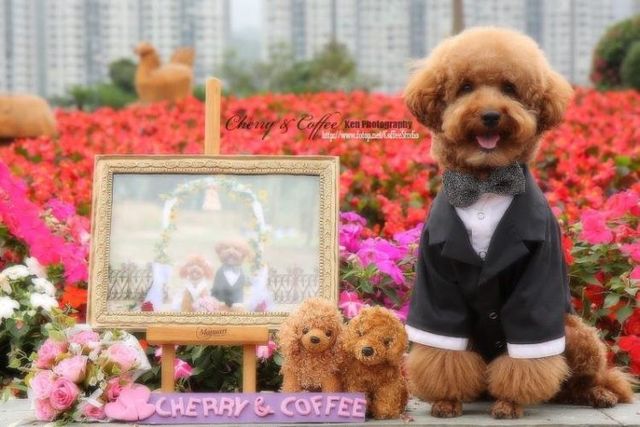 Wedding – it’s so beautiful!!! (19 pics)