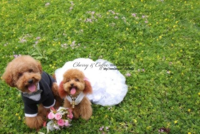 Wedding – it’s so beautiful!!! (19 pics)