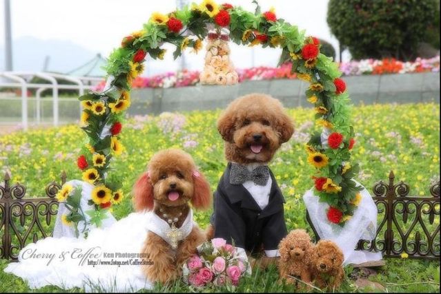 Wedding – it’s so beautiful!!! (19 pics)