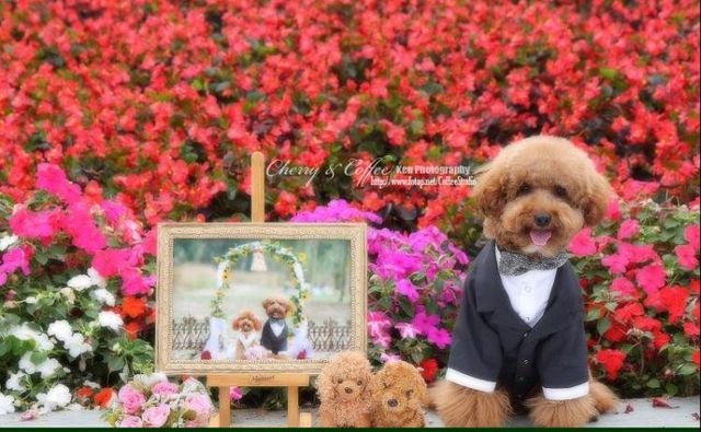 Wedding – it’s so beautiful!!! (19 pics)