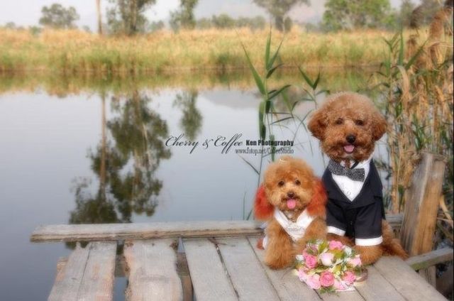 Wedding – it’s so beautiful!!! (19 pics)