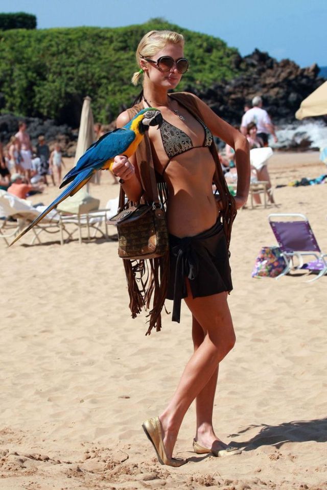 Paris Hilton in bikini (8 photos)