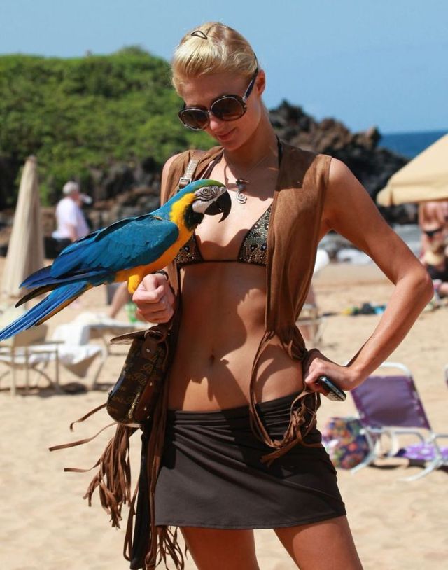 Paris Hilton in bikini (8 photos)