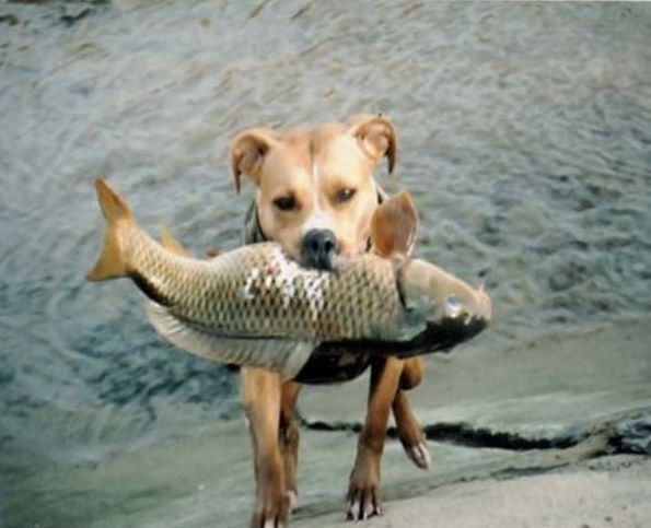 Dog-fisher (9 photos)