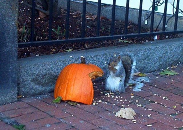 Drunk squirrel (3 pics + 2 videos)