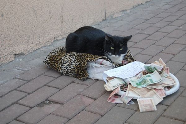 These funny animals (44 pics)