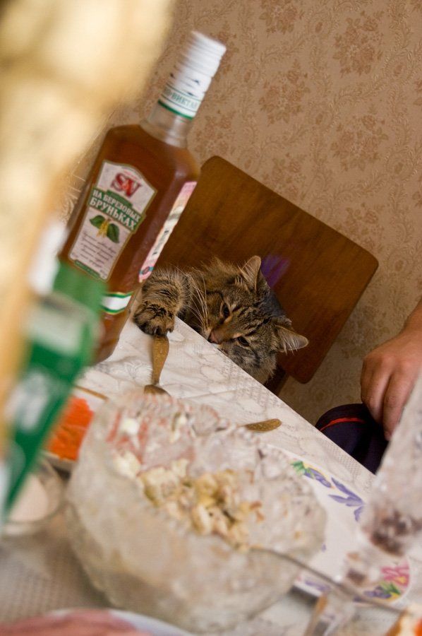 These funny animals (44 pics)