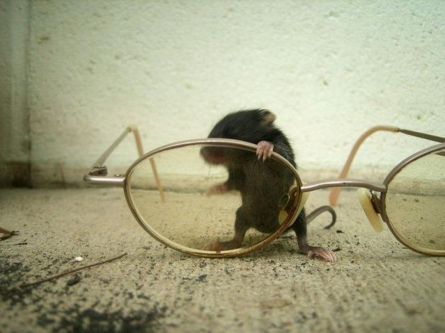 These funny animals (44 pics)