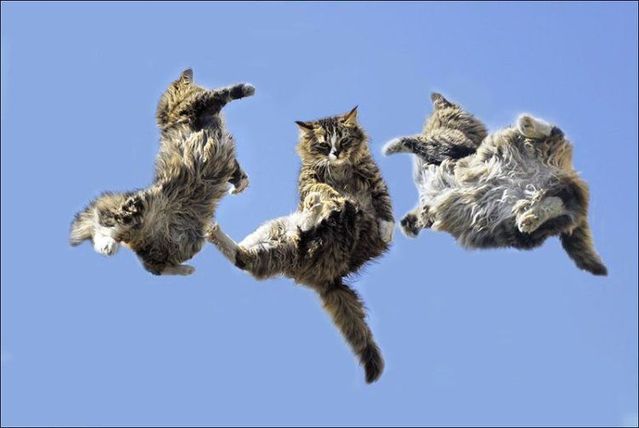 These funny animals (44 pics)
