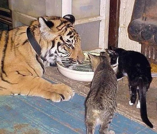 These funny animals (44 pics)