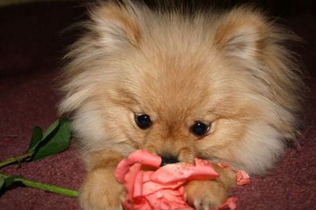 These funny animals (44 pics)