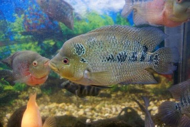 These funny animals (44 pics)