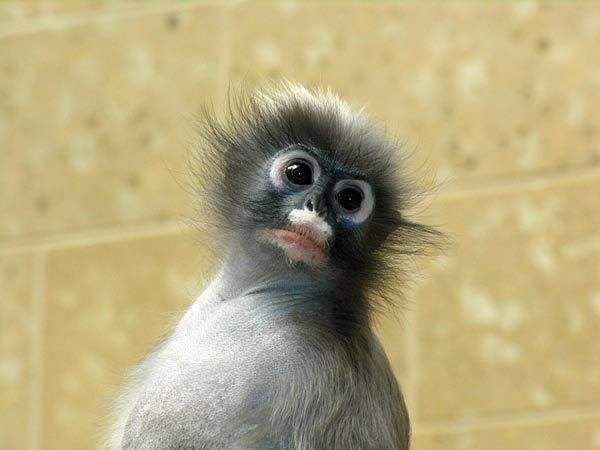 These funny animals (44 pics)