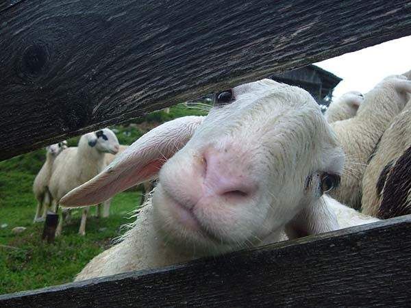 These funny animals (44 pics)