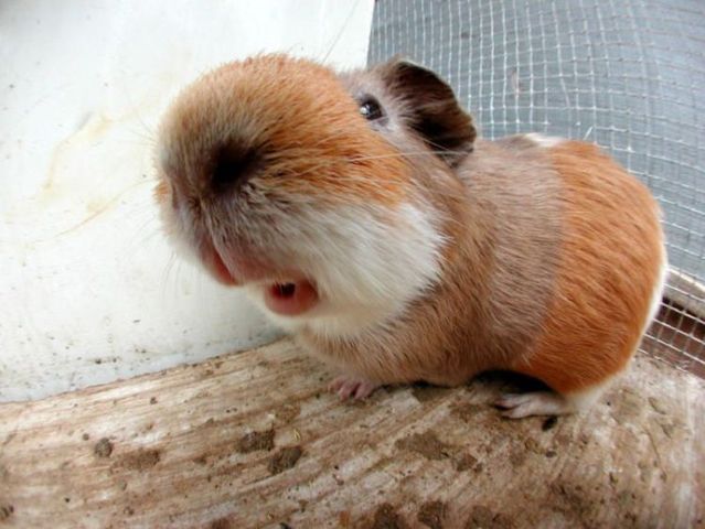 These funny animals (44 pics)