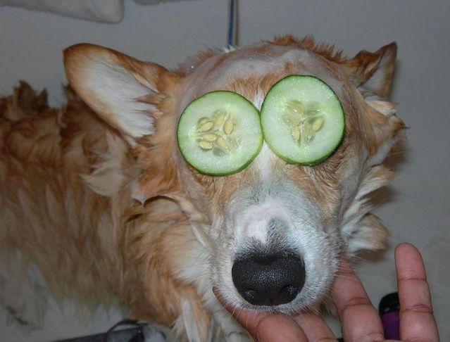 These funny animals (44 pics)