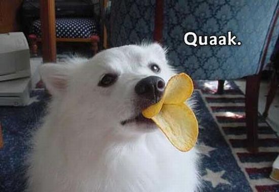 These funny animals (44 pics)