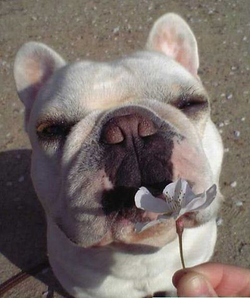 These funny animals (44 pics)