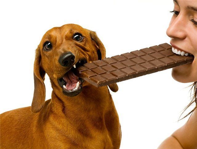 These funny animals (44 pics)