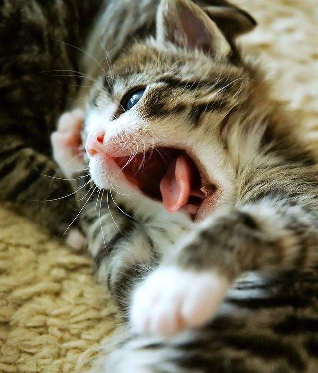 These funny animals (44 pics)