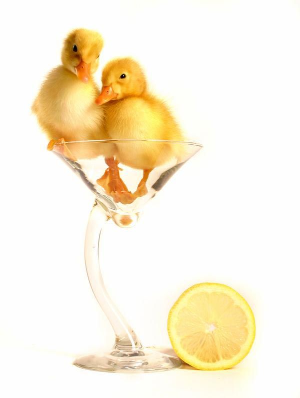 These funny animals (44 pics)