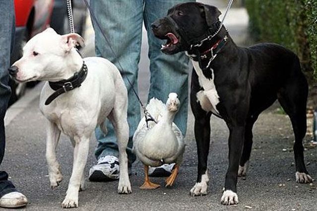 These funny animals (44 pics)