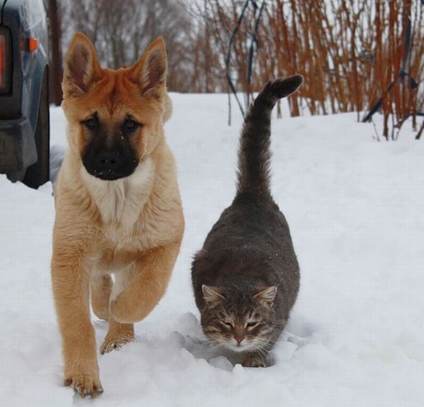 These funny animals (44 pics)