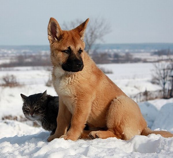 These funny animals (44 pics)