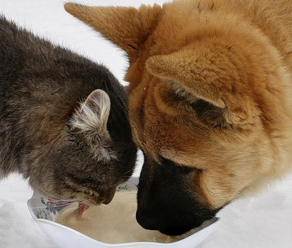 These funny animals (44 pics)