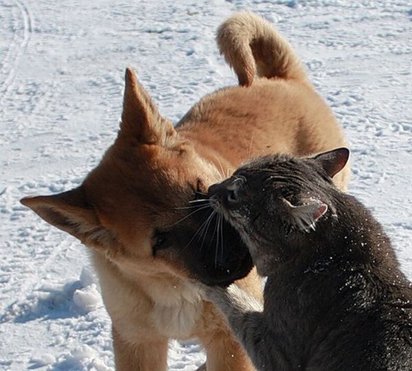 These funny animals (44 pics)