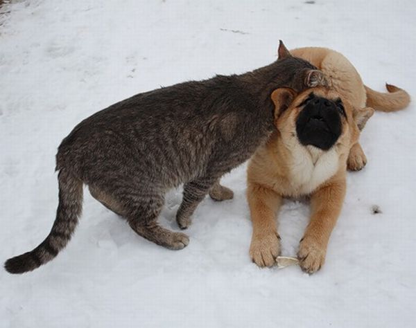 These funny animals (44 pics)