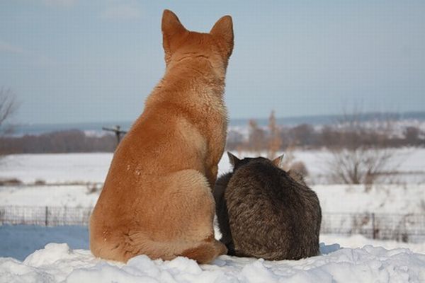 These funny animals (44 pics)