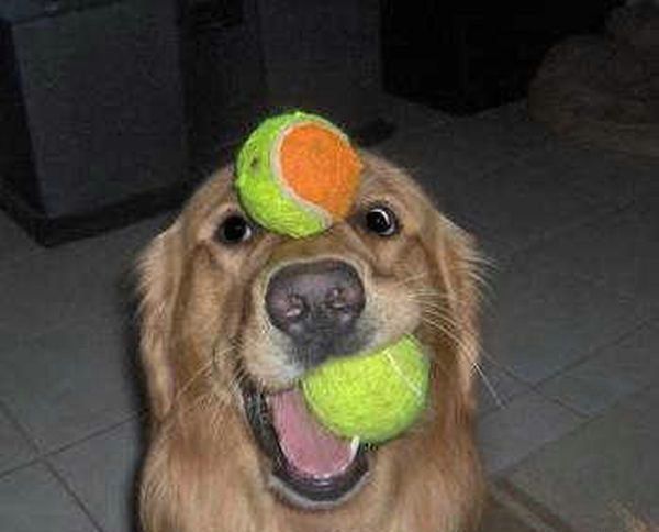 These funny animals (44 pics)