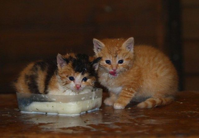 These funny animals (44 pics)