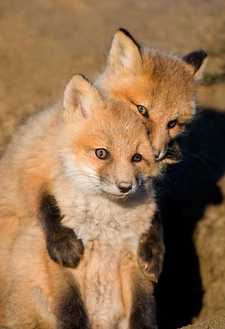 These funny animals (44 pics)