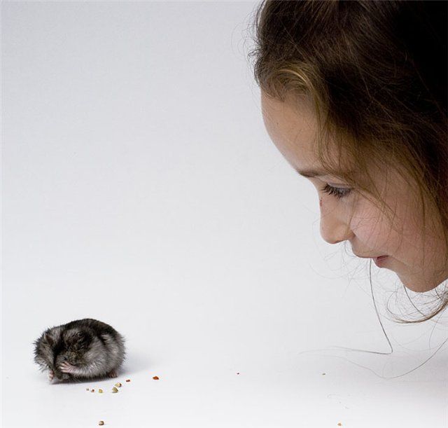 These funny animals (44 pics)