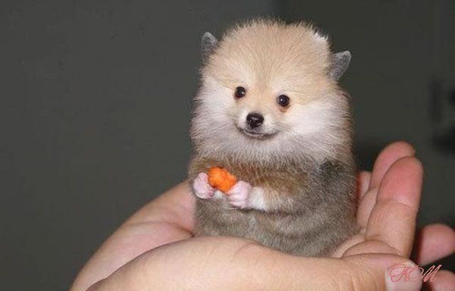 These funny animals (44 pics)