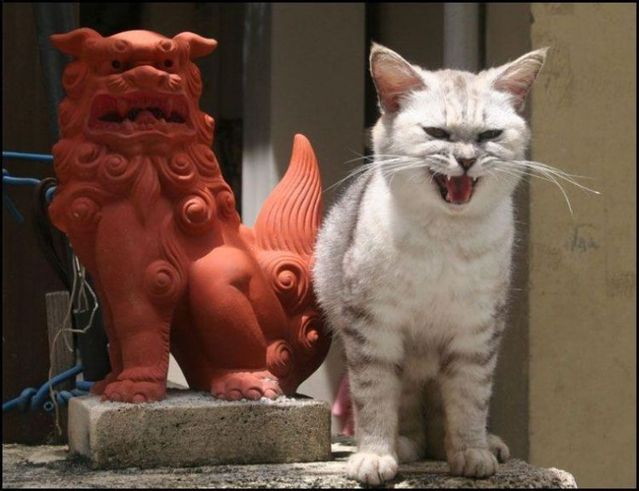 These funny animals (44 pics)
