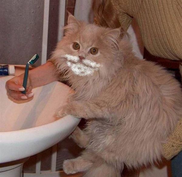 These funny animals (44 pics)