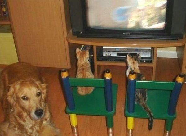 These funny animals (44 pics)