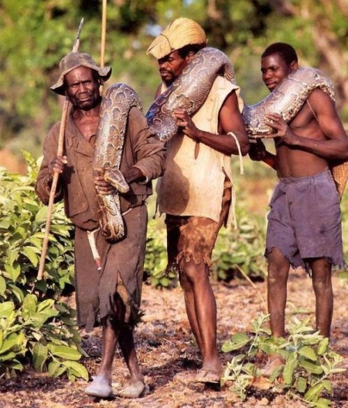 Anaconda hunt (9 pics)