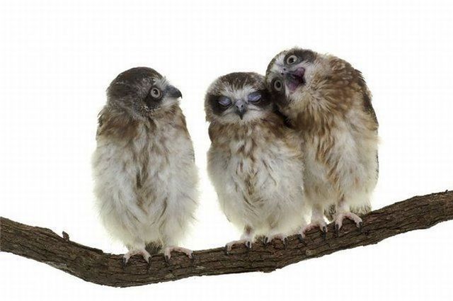 http://izismile.com/img/img2/20090323/animals_08_46.jpg http://izismile.com/img/img2/20090323/animals_08_46.jpg