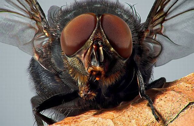 Amazing eye macros (23 pics)