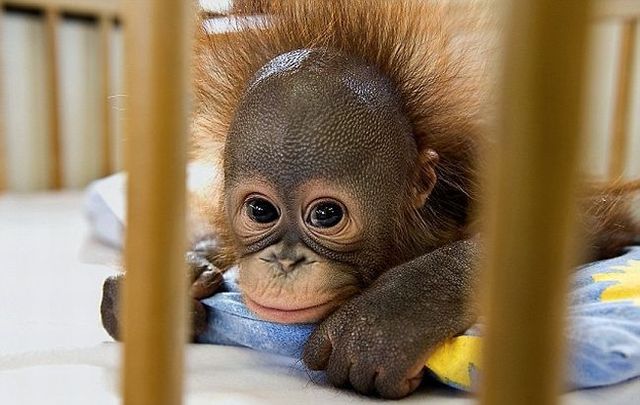 Welcome to the world's only orang-utan hospital (11 фото)