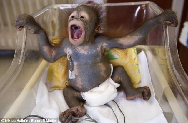 Welcome to the world's only orang-utan hospital (11 фото)