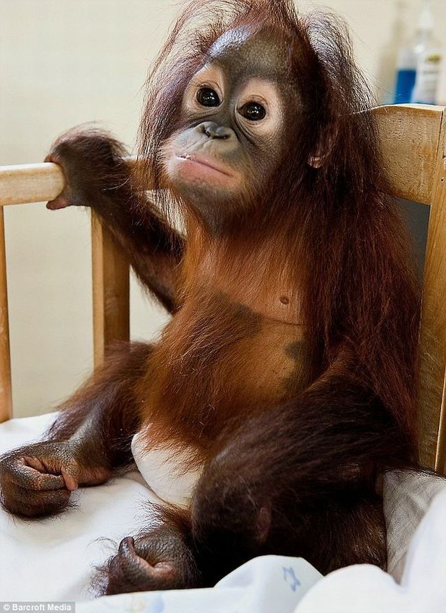 Welcome to the world's only orang-utan hospital (11 фото)