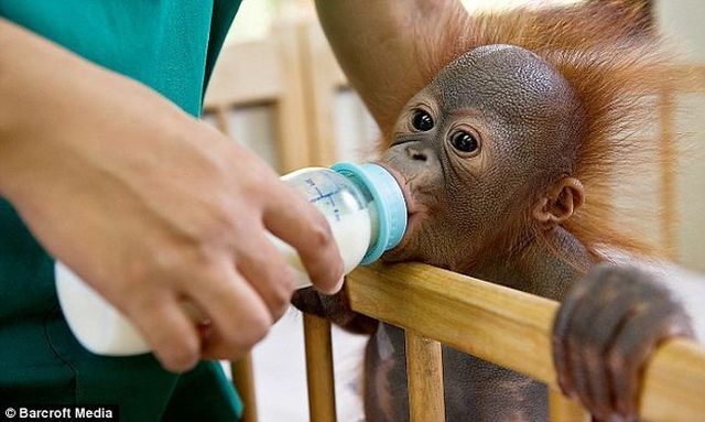 Welcome to the world's only orang-utan hospital (11 фото)