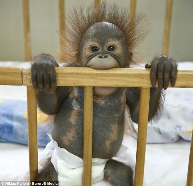 Welcome to the world's only orang-utan hospital (11 фото)