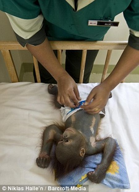 Welcome to the world's only orang-utan hospital (11 фото)
