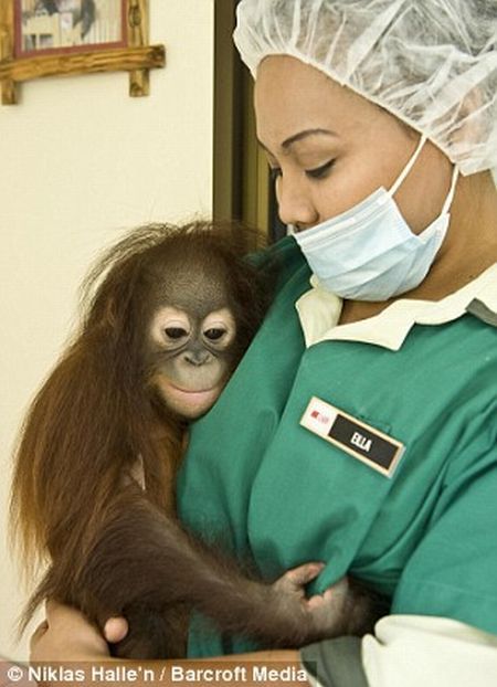 Welcome to the world's only orang-utan hospital (11 фото)